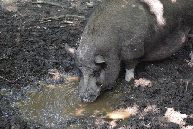 从而给对手 从而给对手